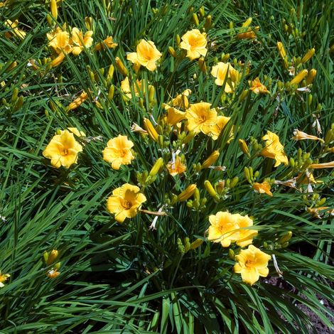 Bloomique - Lot de 3 - Hémérocalles Stella d'Oro - Hémérocalles - Plantes de jardin - Résistantes à l'hiver - Hauteur 10-20 cm - Pot 9x9 cm (1/5)
