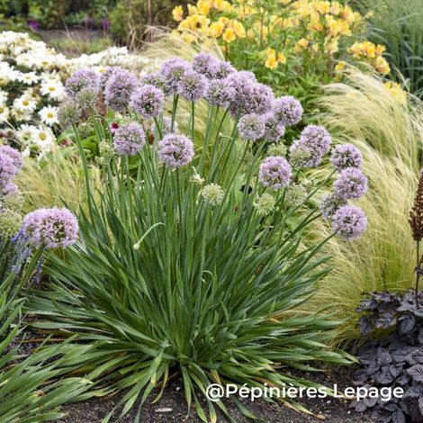 3 Ails hybride 'Bubble Bath' (Allium 'Bubble Bath')