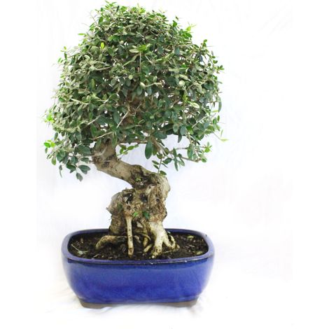 Bonsai Olea Oleaster - Bonsai Vero Oleastro - H 45-55 cm Vaso Ø 27 cm (1/4)