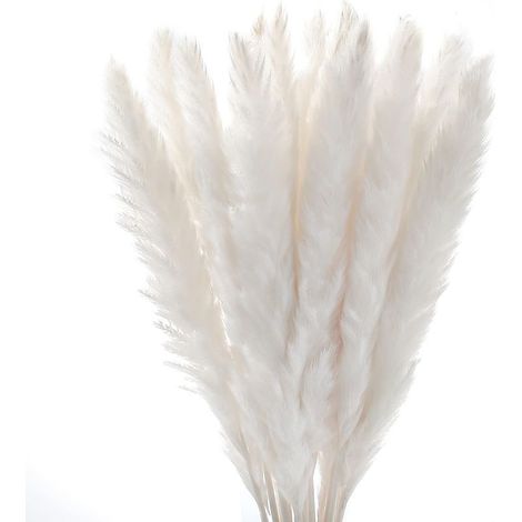 Herbe De La Pampa - 30 Tiges Séchées Naturelles Phragmites Communis - Décoration Intérieure Rustique Bureau Chambre Mariage - Longueur Totale 55 Cm (1/5)