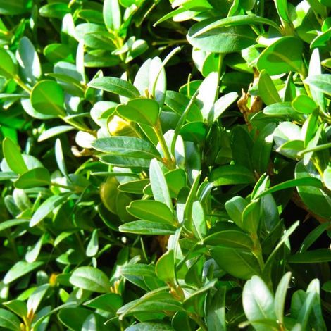 Pépinières Naudet – Buis commun (Buxus sempervirens) – Arbuste persistant – Hauteur à maturité 5m – Exposition soleil à mi-ombre – Feuillage vert foncé (1/3)