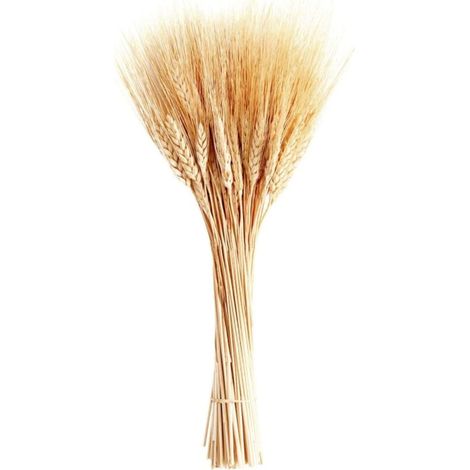 Tiges de blé séchées, 100 tiges de gerbes de blé pour décorer la table de mariage, la cuisine à la maison (20 pouces) (1/5)