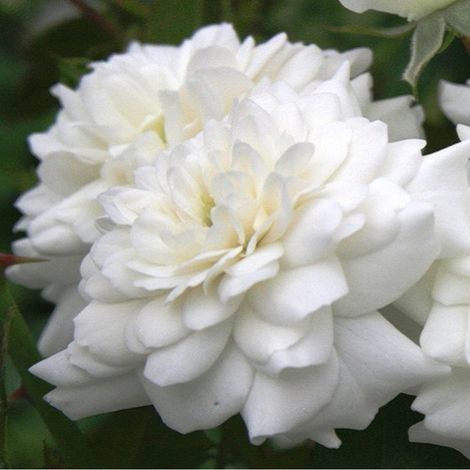 2 x Rosa  - Rosier couvre-sol - Rosa 'Sea Foam' (1/5)