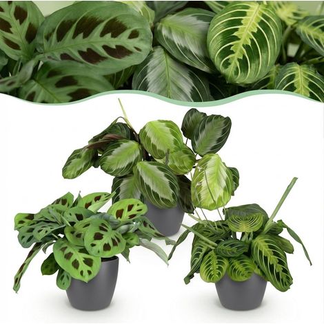 Lot de 3 Marantha Plantes à Prière Silverband Lemon Lime Kerchoveana avec Pots Gris H25cm - PANGIVO (1/5)
