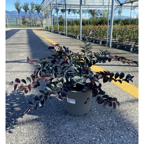 Gardenaria Loropetalum chinense 'Fede' - Arbusto ornamentale da giardino - Altezza: 40/50 cm (vaso19) (1/3)