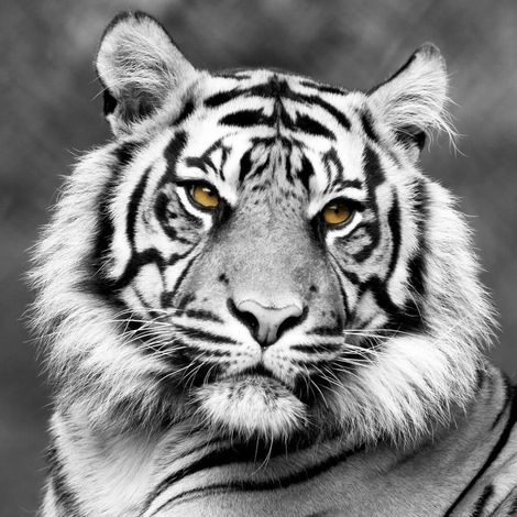 Tableau sur toile Tigre Noir et Blanc de Face 65x65 cm - Impression sur Toile Murale Décorative - Image imprimée en HD sur Toile - Toile sur Châssis en Bois FSC - Fabriqué en France (1/5)