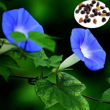 Blue Morning Glory (Ipomoea volubilis) 100 Seeds – Vigorous Climbing Plant – Blue Trumpet Flowers – Nutrient-Rich, Well-Drained Soil – For Yard and Garden (1/5)