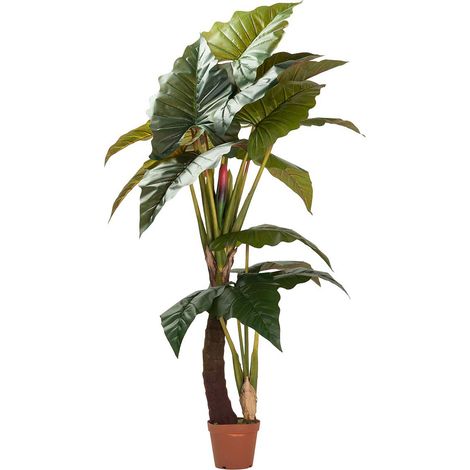 Planta Colocasia Esculenta 150X150X220 Cm (1/2)