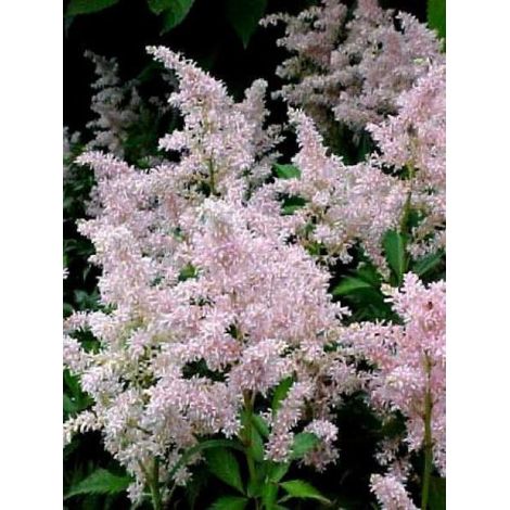 Astilbe d'Arends 'Erika' Godet de 8/9 cm (1/3)