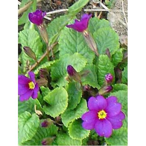 Primevère tapissante du Caucase 'Wanda' Godet de 8/9 cm (1/3)