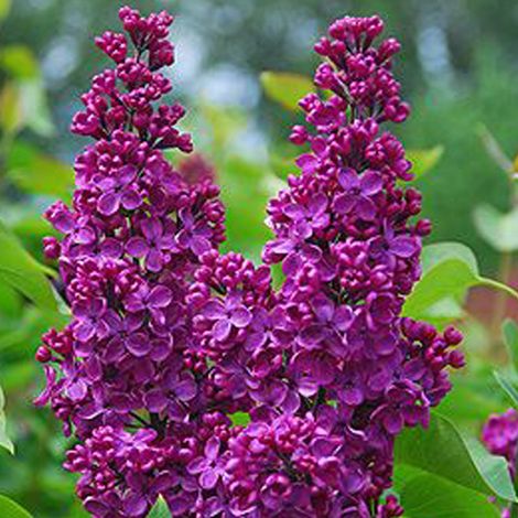 Lilas commun 'Andenken Ludwig Spaeth' - 40-60 cm pot