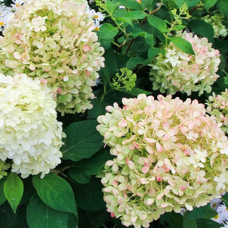 Hortensia paniculata candlelight - Hydrangea paniculata candlelight Pot 3L (1/2)