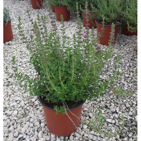 Teucrium fruticans (Vaso 17) – Arbusto Mediterraneo Sempreverde