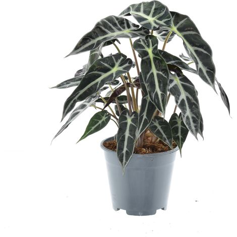 Alocasia Bambino Arrow - Plante Verte d'Intérieur Décorative - Pot Ø14 cm - Hauteur 40 cm - PANGIVO