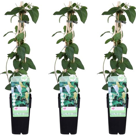 Lot de 3 Chèvrefeuilles du Japon Halliana Plantes Grimpantes Parfumées Jaune et Orange 65 cm - PANGIVO (1/2)