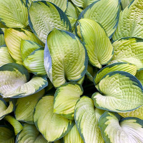 4 x Hosta 'Gold Standard' - godet 9x9 cm