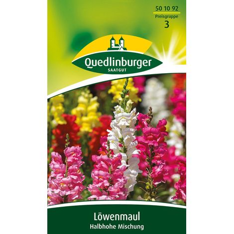 Quedlinburger Saatgut – Muflier mi-haut en mélange – Graines de fleurs, hauteur env. 40 cm, environ 240 plants (1/2)