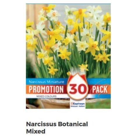 Bulbi Autunnali di Narcissus Botanical Mixed confezione da 30 pz