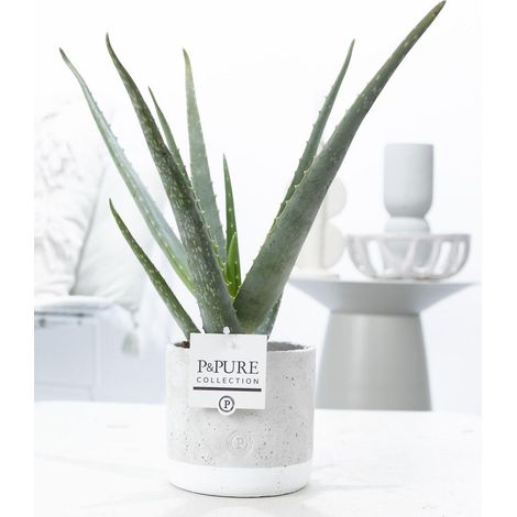 Aloe Vera Plante d'Intérieur Dépolluante avec Pot en Céramique Jade - Ø12 cm - Hauteur 45 cm - PANGIVO
