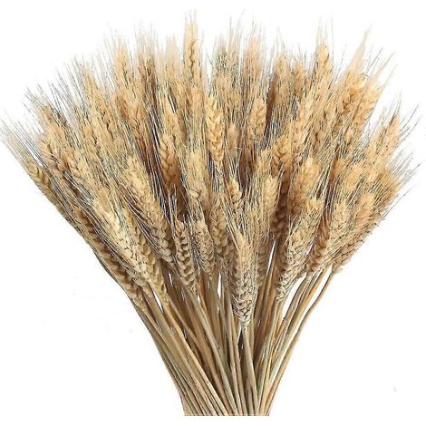 100 pièces de blé séché naturel bouquets de blé séché naturel décoration de fleurs séchées naturelles pour balcon maison table arrangement floral (1/4)