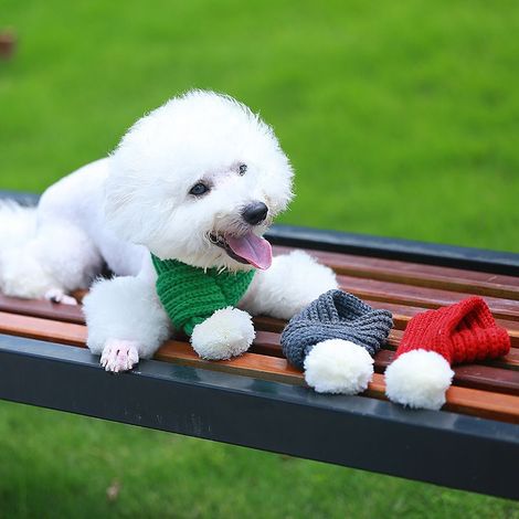 Écharpe tricotée pour chien de Noël et boule en peluche blanche pour l'hiver (1/3)