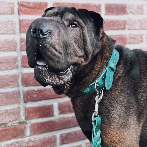 Collier pour Chien en Cuir Tanné Végétal Tressé Fait Main Vert avec Boucle Anti-Rouille - PANGIVO