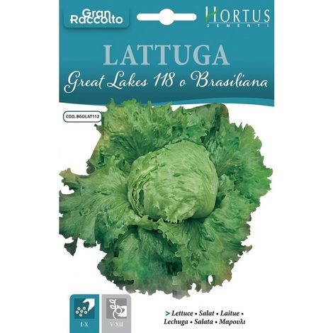 Lettuga Great Lakes 118 Brasiliana gran raccolto