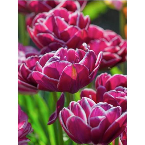 Tulipe 'Dream Touch' Bulbe calibre 11+ (par 6) (1/2)