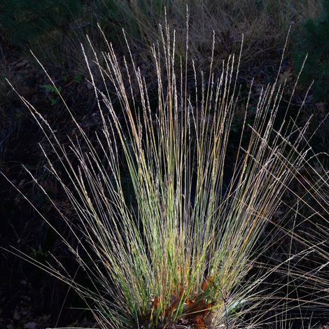 Molinie roseau Black Arrows' - Molinia arundinacea Black Arrows' pot 3L (1/2)