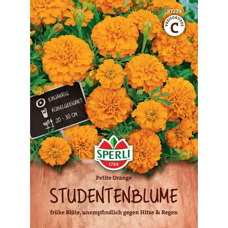 Sperli Studentenblumen Petite Orange - Blumensamen (1/2)