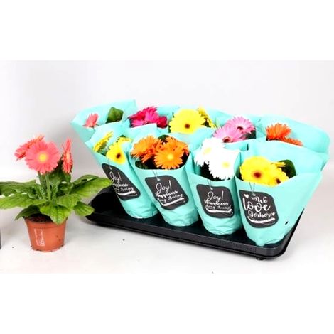 Pack de 10 Plantas de Gerbera Variadas