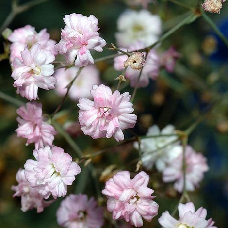 4 x Gypsophile rampant  - Gypsophila repens 'Alba'  - godet 9x9