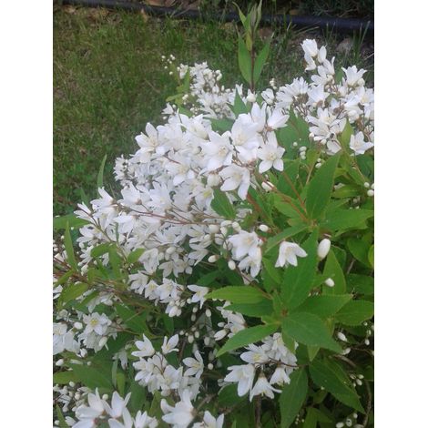 Deutzia Gracilis - Pianta arbusto Giappone Vaso 20 Foto Reali