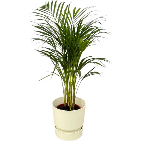 Palmier Areca Plante d'Intérieur avec Pot Round Blanc - H70 cm - Ø24 cm - PANGIVO