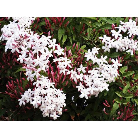 Jasminum Polyanthum V17