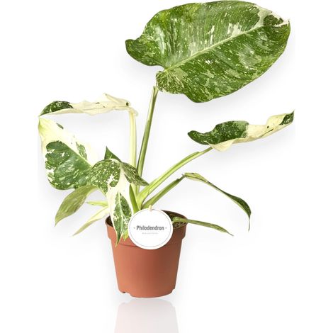 Gardenaria Philodendron 'Jose buono' - Pianta da interno ornamentale - Altezza: 25 cm (vaso 15) (1/5)