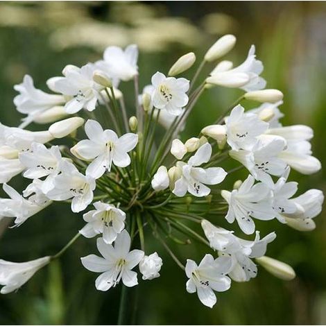 4 x Agapanthus hybrida. 'Arctic Star' - godet 9x9 cm (1/4)