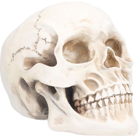 Animal Skull Model Skull Decoration Ornament Resin Craftwork Halloween Props for Home Party Decor