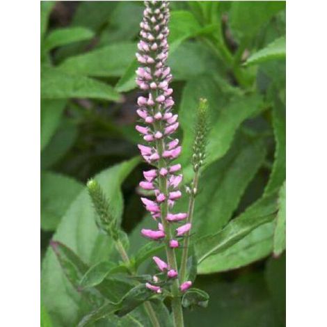 Véronique à longues feuilles 'Pink Damask' Godet de 8/9 cm