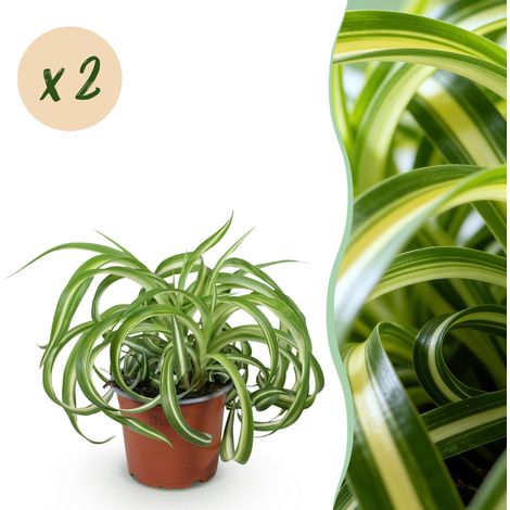 Chlorophytum comosum Bonnie Plante d'intérieur Panachée Lot de 2 Pot Ø 12 cm Hauteur 20-25 cm - PANGIVO (1/5)