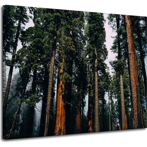 Leinwanddruck Natur Wald Nadelbäume 100x80