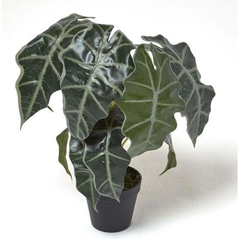 HOMESCAPES Künstliche Alocasia Pflanze im Topf, Elefantenohr, 50cm (1/5)