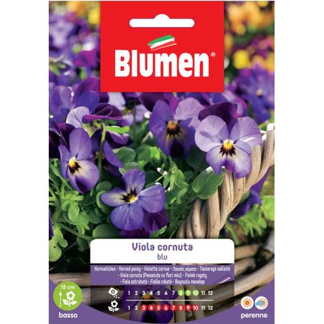 SEMI VIOLA CORNUTA BLU BLUMEN