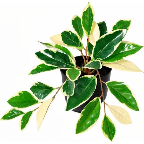 Plante Artificielle Hoya Variegata Décoration Intérieure Feuillage Panaché 25 cm - PANGIVO