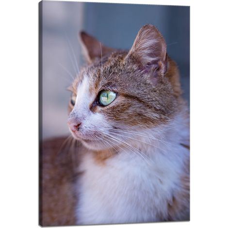 Leinwanddruck Tiere Ingwerkatze 40x60 cm