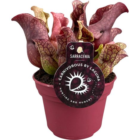 Sarracenia Plante Carnivore d'Intérieur - Pot Ø 12 cm - Hauteur 20 cm - Mi-ombre - PANGIVO