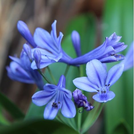 4 x Agapanthus 'Brillant Blue'® - godet 9x9 cm