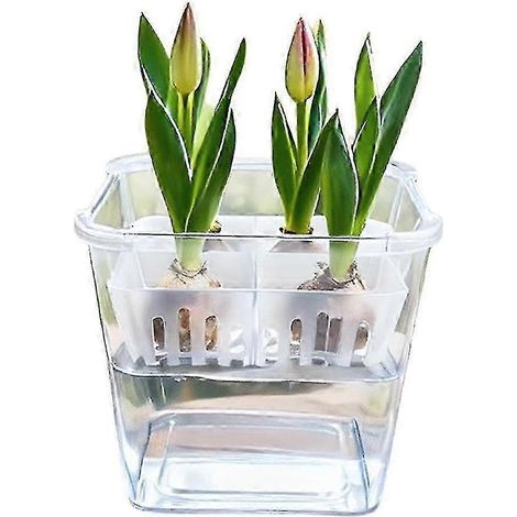 Pot de culture hydroponique transparent à 4 trous avec panier pour plantes à bulbes (1/4)
