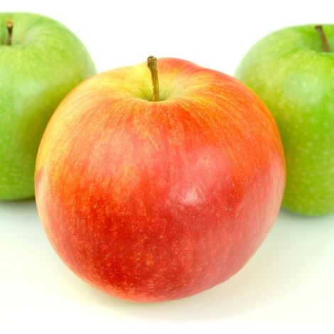 Planta Frutal Manzano Manzana Reineta. 80 - 100 Cm