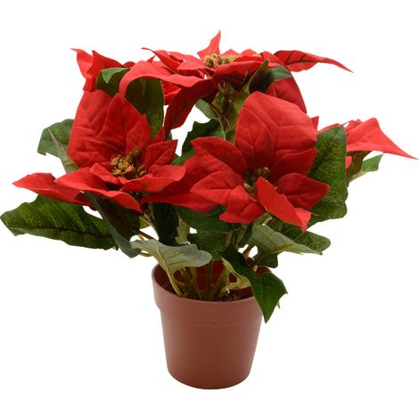 Rote Poinsettie im Topf h. 27 cm